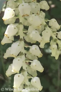 Rainbow Leucothoe (Drooping Fetterbush) - Leucothoe Fontanesiana - 5 Gallon Pot -Outlet Leaf Echoes Store Leucothoe Rainbow 5