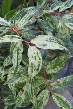 Rainbow Leucothoe (Drooping Fetterbush) - Leucothoe Fontanesiana - 2 Gallon Pot -Outlet Leaf Echoes Store Leucothoe Rainbow 7 1