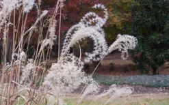 Bandwidth Dwarf Zebra Grass - 1 Gallon Pot -Outlet Leaf Echoes Store Little Zebra Grass 1 1