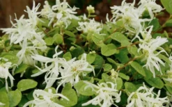 Emerald Snow Loropetalum (Chinese Fringeflower) - 3 Gallon Pot -Outlet Leaf Echoes Store Loropetalum Emerald Snow 1 2