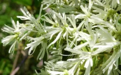 Emerald Snow Loropetalum (Chinese Fringeflower) - 3 Gallon Pot -Outlet Leaf Echoes Store Loropetalum Emerald Snow 21 2