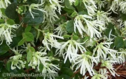 Emerald Snow Loropetalum (Chinese Fringeflower) - 1 Gallon Pot -Outlet Leaf Echoes Store Loropetalum Emerald Snow 51 1