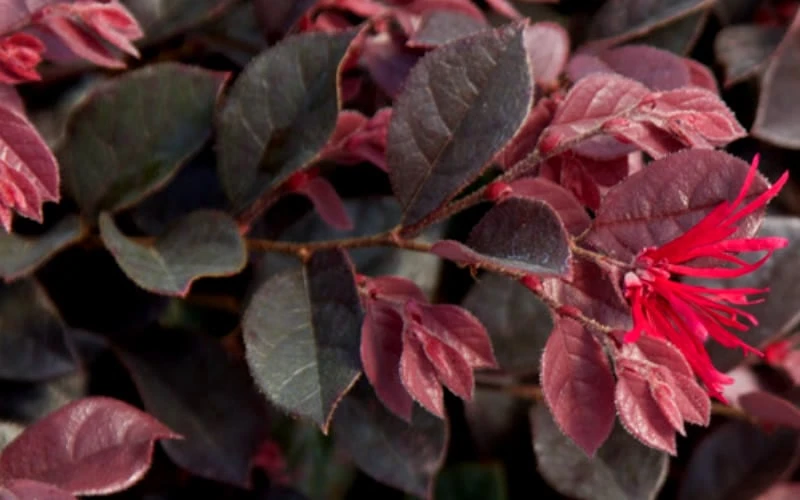 Purple Daydream Dwarf Loropetalum - 3 Gallon Pot 7 Purple Daydream Dwarf Loropetalum - 3 Gallon Pot - Image 7