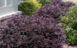 Purple Daydream Dwarf Loropetalum - 1 Gallon Pot -Outlet Leaf Echoes Store Loropetalum Purple Daydream 20 1