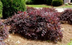Purple Daydream Dwarf Loropetalum - 1 Gallon Pot -Outlet Leaf Echoes Store Loropetalum Purple Daydream 4 1