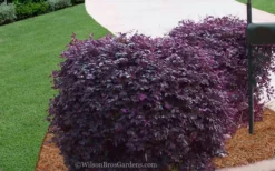 Purple Diamond Loropetalum - 1 Gallon Pot 9 Purple Diamond Loropetalum - 1 Gallon Pot -Outlet Leaf Echoes Store Loropetalum Purple Diamond 21 2