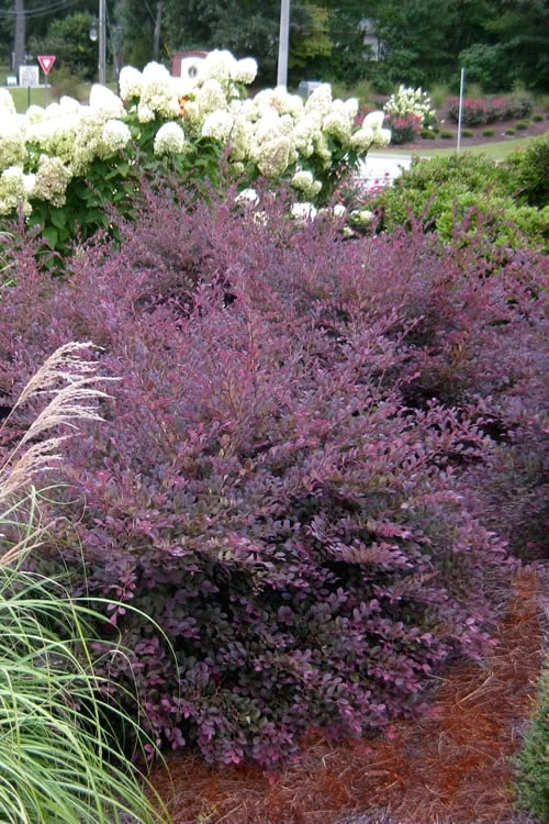 Purple Diamond Loropetalum - 3 Gallon Pot 1 Purple Diamond Loropetalum - 3 Gallon Pot