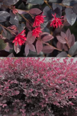 Red Diamond Loropetalum - 3 Gallon Pot -Outlet Leaf Echoes Store Loropetalum Red Diamond 500x750 1