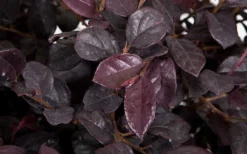 Red Diamond Loropetalum - 1 Gallon Pot -Outlet Leaf Echoes Store LoropetalumRedDiamond 3 2