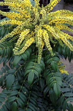 Marvel Mahonia - 3 Gallon Pot -Outlet Leaf Echoes Store Mahonia Marvel 500x750 1