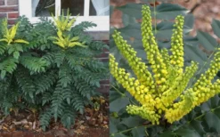 Marvel Mahonia - 3 Gallon Pot -Outlet Leaf Echoes Store Mahonia Marvel Flowers