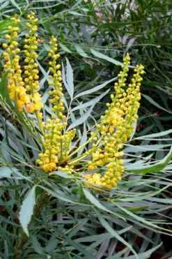Soft Caress Mahonia - 2 Gallon Pot -Outlet Leaf Echoes Store Mahonia Soft Caress 10 1