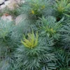 Soft Caress Mahonia - 1 Gallon Pot
