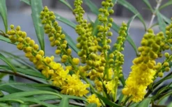 Soft Caress Mahonia - 3 Gallon Pot -Outlet Leaf Echoes Store Mahonia Soft Caress Flowers 2