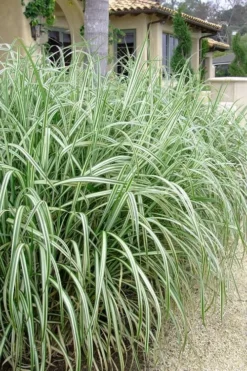 Variegated Maiden Grass - Miscanthus Sinensis 'Variegatus' - 3 Gallon Pot -Outlet Leaf Echoes Store Maiden Grass Variegated 11 1