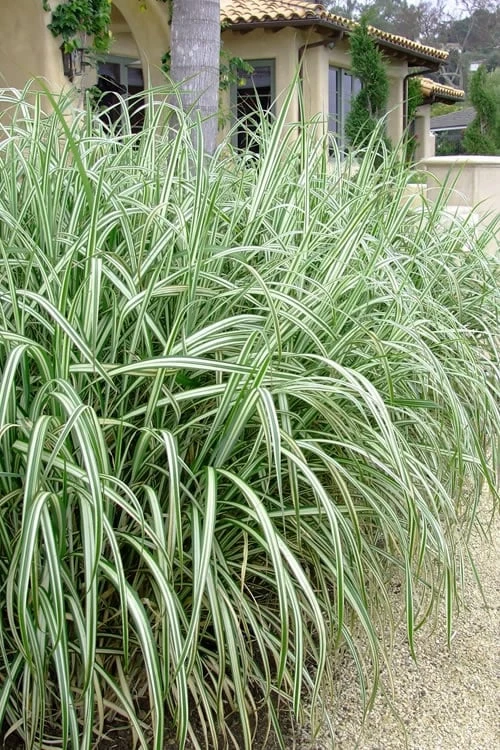 Variegated Maiden Grass - Miscanthus Sinensis 'Variegatus' - 6 Pack Of 1 Gallon Pots 4 Variegated Maiden Grass - Miscanthus Sinensis 'Variegatus' - 6 Pack Of 1 Gallon Pots - Image 4
