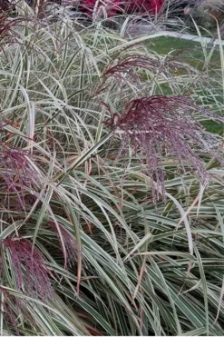 Variegated Maiden Grass - Miscanthus Sinensis 'Variegatus' - 6 Pack Of 1 Gallon Pots 10 Variegated Maiden Grass - Miscanthus Sinensis 'Variegatus' - 6 Pack Of 1 Gallon Pots -Outlet Leaf Echoes Store Maiden Grass Variegated 12