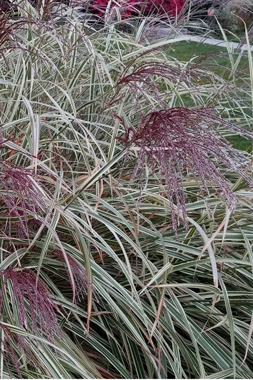 Variegated Maiden Grass - Miscanthus Sinensis 'Variegatus' - 6 Pack Of 1 Gallon Pots 5 Variegated Maiden Grass - Miscanthus Sinensis 'Variegatus' - 6 Pack Of 1 Gallon Pots - Image 5