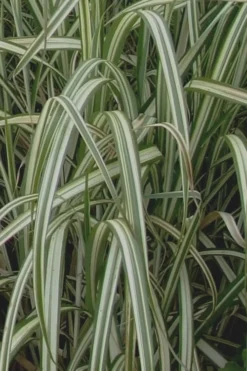 Variegated Maiden Grass - Miscanthus Sinensis 'Variegatus' - 3 Gallon Pot -Outlet Leaf Echoes Store Maiden Grass Variegated 13 1