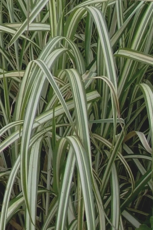 Variegated Maiden Grass - Miscanthus Sinensis 'Variegatus' - 6 Pack Of 1 Gallon Pots 6 Variegated Maiden Grass - Miscanthus Sinensis 'Variegatus' - 6 Pack Of 1 Gallon Pots - Image 6