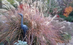 Adagio Dwarf Maiden Grass - Miscanthus Sinensis - 3 Gallon Pot 12 Adagio Dwarf Maiden Grass - Miscanthus Sinensis - 3 Gallon Pot -Outlet Leaf Echoes Store Miscanthus Adagio Fall Foliage Color 1