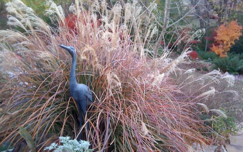 Adagio Dwarf Maiden Grass - Miscanthus Sinensis - 3 Gallon Pot 6 Adagio Dwarf Maiden Grass - Miscanthus Sinensis - 3 Gallon Pot - Image 6