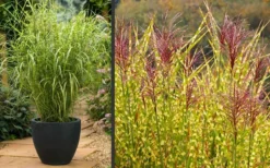 Gold Breeze Zebra Grass (Miscanthus) - 1 Gallon Pot -Outlet Leaf Echoes Store Miscanthus Gold Breeze Flowers
