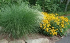 Maiden Grass - Miscanthus Sinensis 'Gracillimus' - 1 Gallon Pot -Outlet Leaf Echoes Store Miscanthus Gracillimus With Rudbeckia 1