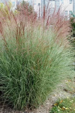 Morning Light Maiden Grass - Miscanthus Sinensis - 1 Gallon Pot -Outlet Leaf Echoes Store Miscanthus Morning Light 1 2