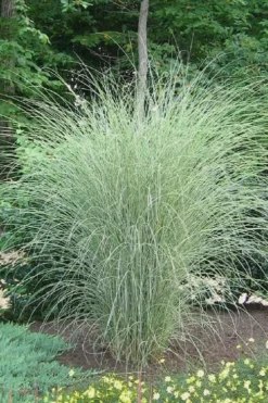 Morning Light Maiden Grass - Miscanthus Sinensis - 6 Pack Of 1 Gallon Pots