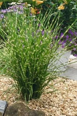 Porcupine Zebra Grass (Miscanthus Sinensis 'Strictus') - 3 Gallon Pot