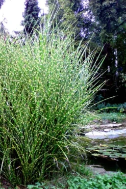 Porcupine Zebra Grass (Miscanthus Sinensis 'Strictus') - 3 Gallon Pot -Outlet Leaf Echoes Store Miscanthus Porcupine Grass 14