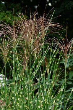 Porcupine Zebra Grass (Miscanthus Sinensis 'Strictus') - 3 Gallon Pot -Outlet Leaf Echoes Store Miscanthus Porcupine Grass 5