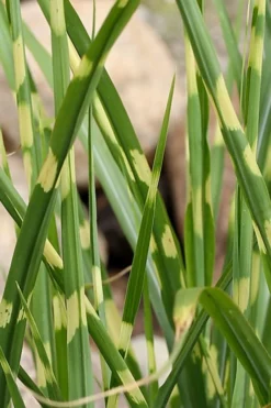 Porcupine Zebra Grass (Miscanthus Sinensis 'Strictus') - 3 Gallon Pot -Outlet Leaf Echoes Store Miscanthus Porcupine Grass 7