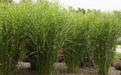 Porcupine Zebra Grass (Miscanthus Sinensis 'Strictus') - 3 Gallon Pot -Outlet Leaf Echoes Store Miscanthus Porcupine Grass 8