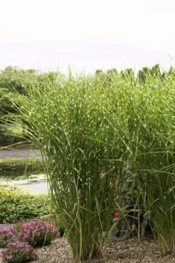 Porcupine Zebra Grass (Miscanthus Sinensis 'Strictus') - 3 Gallon Pot -Outlet Leaf Echoes Store Miscanthus Porcupine Grass 9