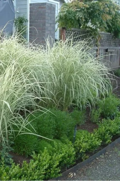 Variegated Maiden Grass - Miscanthus Sinensis 'Variegatus' - 1 Gallon Pot -Outlet Leaf Echoes Store Miscanthus Variegated 3 2