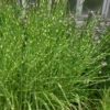 Zebra Grass - Miscanthus Sinensis 'Zebrinus' - 3 Gallon Pot