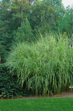 Zebra Grass - Miscanthus Sinensis 'Zebrinus' - 1 Gallon Pot -Outlet Leaf Echoes Store Miscanthus Zebra Grass 14 1