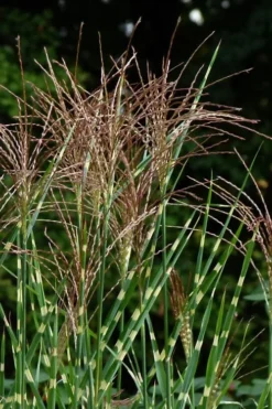 Zebra Grass - Miscanthus Sinensis 'Zebrinus' - 6 Pack Of 1 Gallon Pots -Outlet Leaf Echoes Store Miscanthus Zebra Grass 15 2