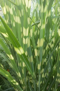 Zebra Grass - Miscanthus Sinensis 'Zebrinus' - 1 Gallon Pot -Outlet Leaf Echoes Store Miscanthus Zebra Grass 500x750 2
