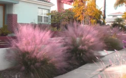 Pink Muhly Grass (Cotton Candy Grass) - 1 Gallon Pot (On Sale) -Outlet Leaf Echoes Store Muhly Grass Pink 112