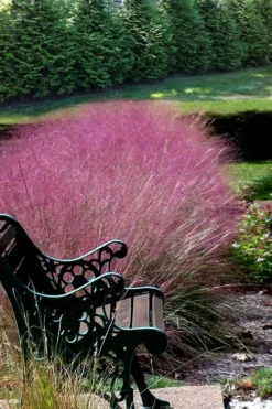 Pink Muhly Grass - Cotton Candy Grass - 3 Gallon Pot -Outlet Leaf Echoes Store Muhly Grass Pink 200 1