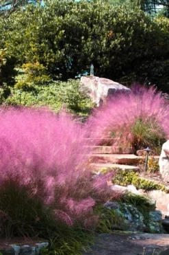 Pink Muhly Grass - Cotton Candy Grass - 1 Gallon Pot -Outlet Leaf Echoes Store Muhly Grass Pink 202 2