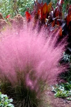 Pink Muhly Grass - Cotton Candy Grass - 3 Gallon Pot -Outlet Leaf Echoes Store Muhly Grass Pink 204 1