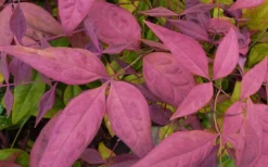 Blush Pink Nandina - 3 Gallon Pot -Outlet Leaf Echoes Store Nandina Blush Pink Foliage Closeup