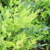 Lemon Lime Nandina - 2 Gallon Pot