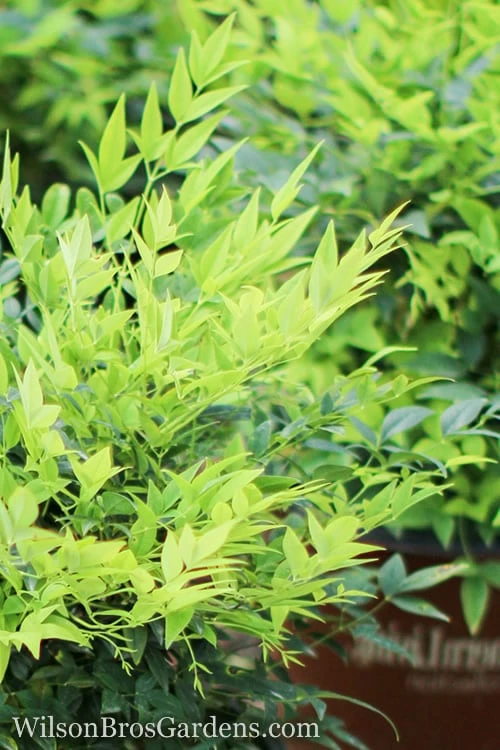 Lemon Lime Nandina - 2 Gallon Pot 1 Lemon Lime Nandina - 2 Gallon Pot