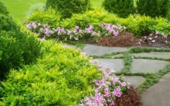 Lemon Lime Nandina - 2.5 Quart Pot 9 Lemon Lime Nandina - 2.5 Quart Pot -Outlet Leaf Echoes Store Nandina Lemon Lime 14