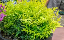 Lemon Lime Nandina - 1 Gallon Pot -Outlet Leaf Echoes Store Nandina Lemon Lime 51 1